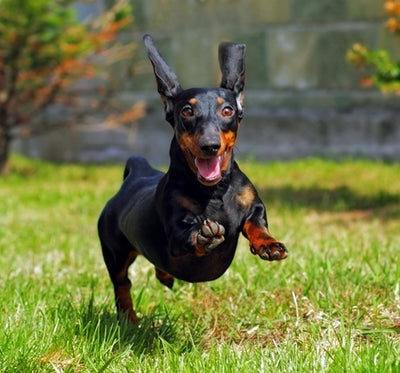 How Supplements for Dachshunds Can Help Hip and Joint Problems