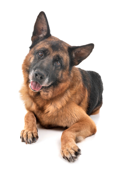 Hip and Joint Problems in German Shepherds, and How Supplements Can Help