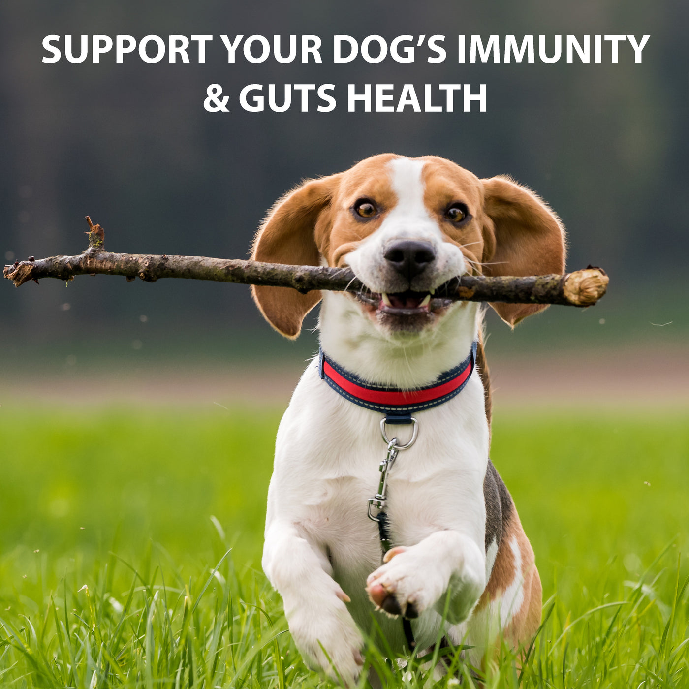 Probiotics for Dogs with Prebiotics | 60 Powder Capsules