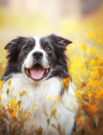 Primary Pets Premium Pet Supplies – Primary Pets UK