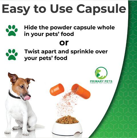 arthritis for Dogs 