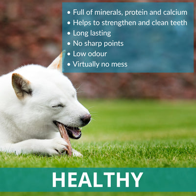 Antler Chew for Dogs | Medium