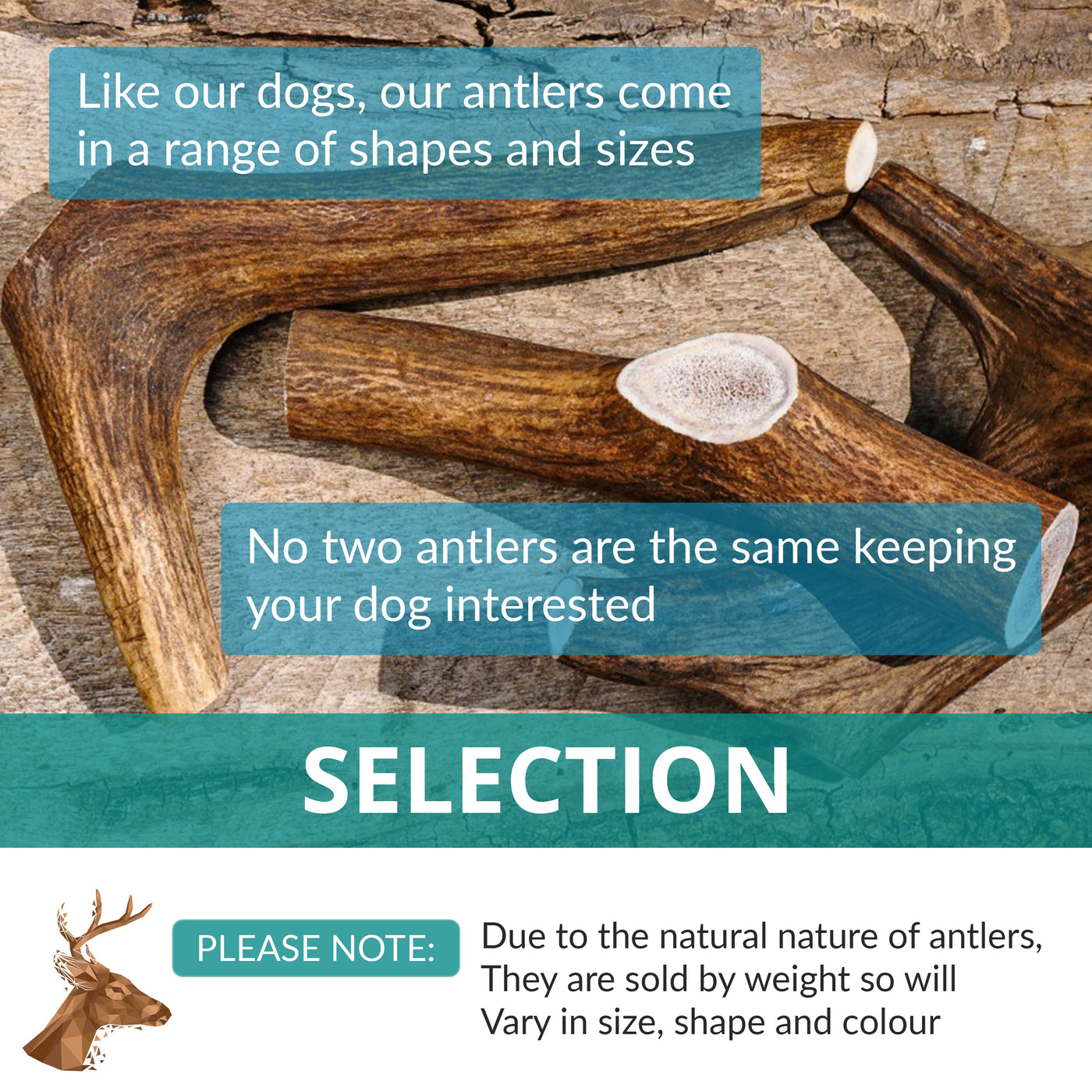 Antler Chew for Dogs | Medium